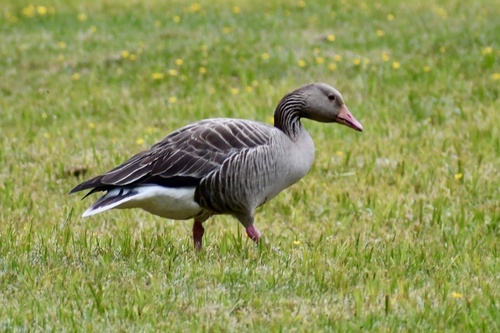 Graylag Goose observed by wendell