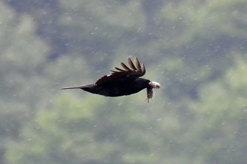 Common Raven observed by wendell