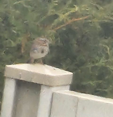 Song Sparrow observed by samvaths