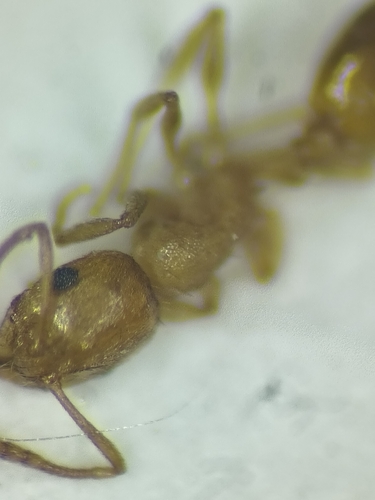 Temnothorax bejaraniensisTemnothorax bejaraniensis