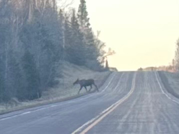Moose observed by forbirdk