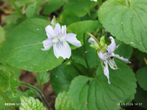 Наблюдение на iNaturalist