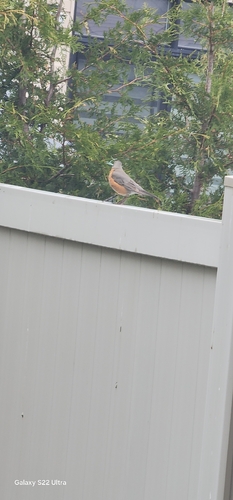American Robin observed by samvaths