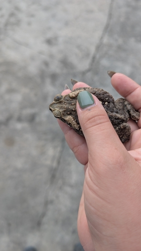 Giant Toad