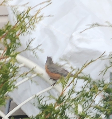 American Robin observed by samvaths