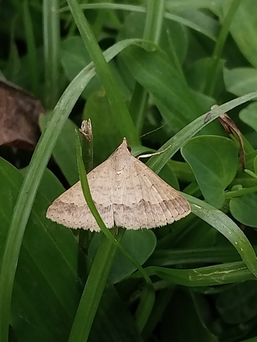 Gesonia obeditalis