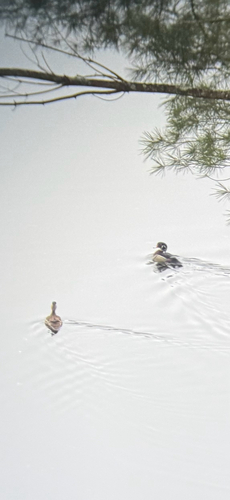 Wood Duck observed by caitkelly