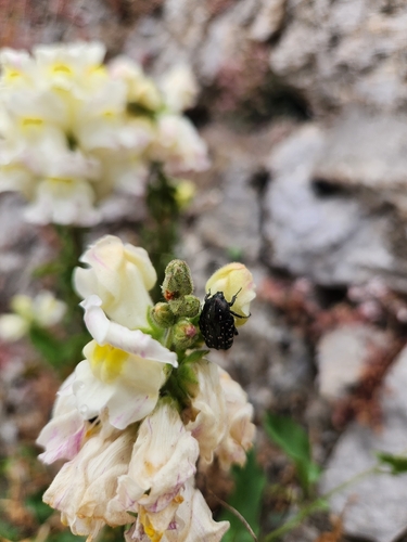 Mediterranean Spotted Chafer