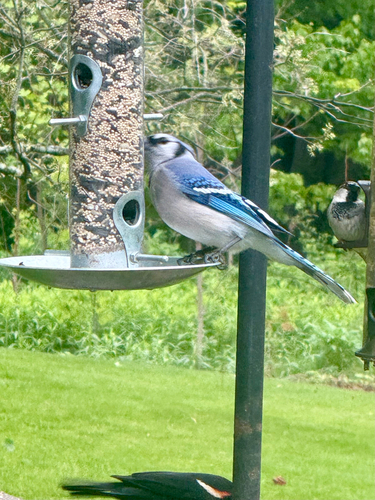 Blue Jay observed by swampchicken