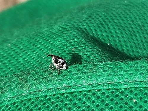 Paterson's Curse Crown Weevil