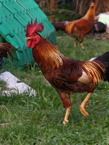 Domestic Chicken