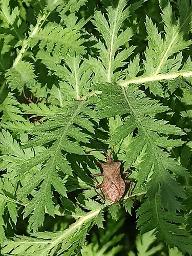 Dock Bug