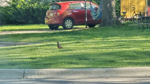 American Robin observed by joshua65337