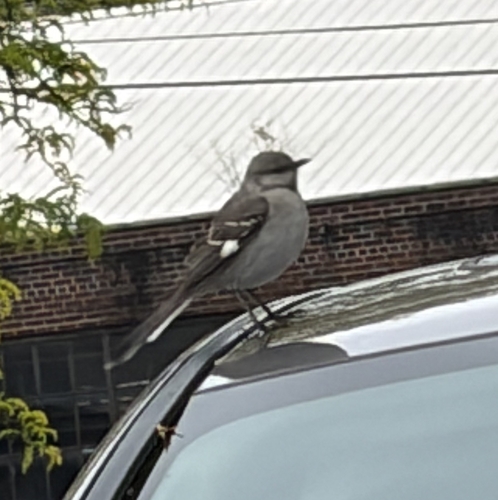 Northern Mockingbird observed by mindovermycology