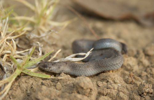Largenose Earth Snake