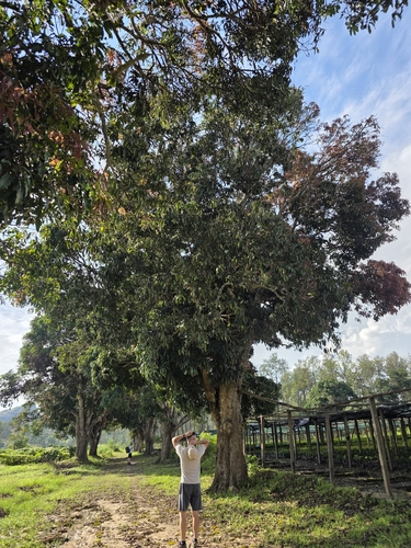 Indian mango