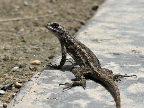 Eastern Fence Lizard