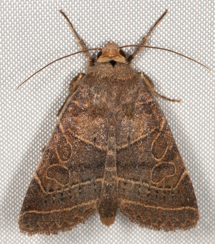 Rustic Quaker