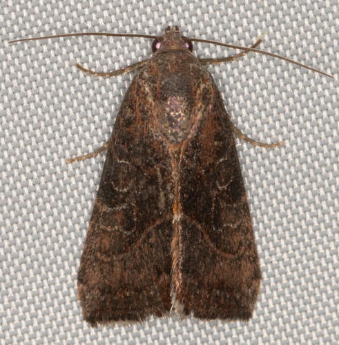 Wedgling Moth