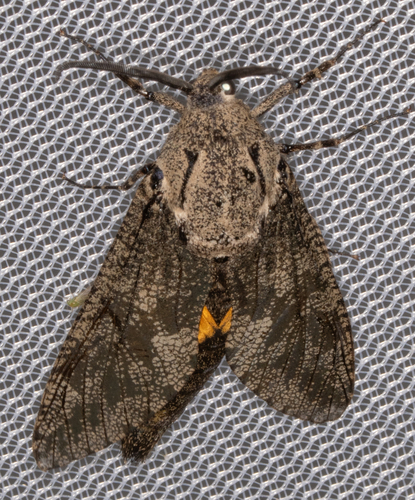 Carpenterworm Moth