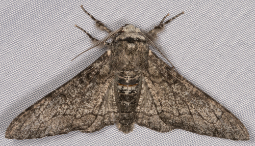 Peppered Moth