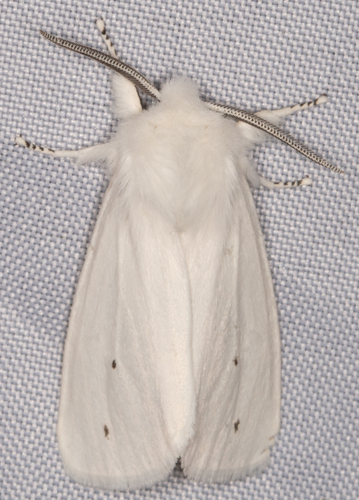 Virginian Tiger Moth