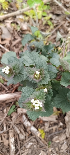 garlic mustard