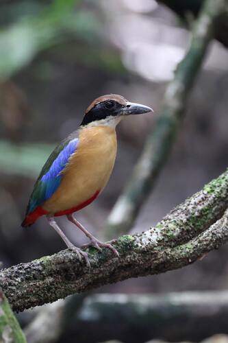 Mangrove Pitta
