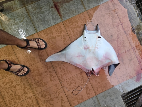 Bentfin Devil Ray