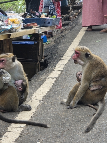 Toque Macaque