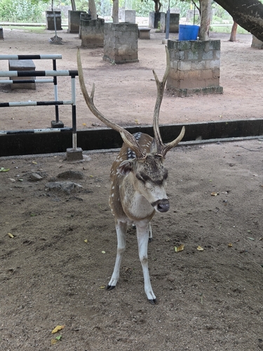 Chital