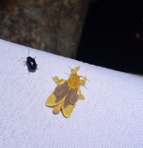 Barisania honeyi