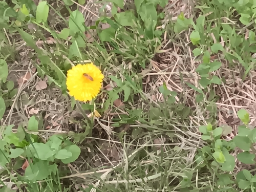 Western Honey Bee
