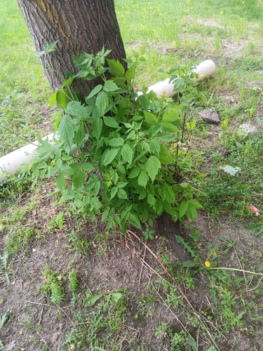 box elder