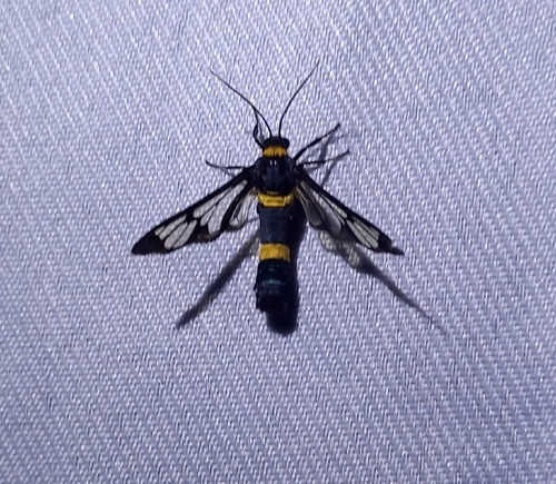 Handmaiden moth