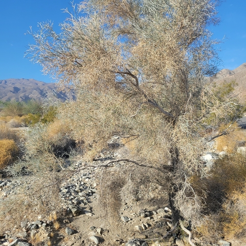 iNaturalist observation photo of Smoketree