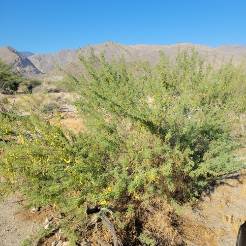 iNaturalist observation photo of Catclaw Acacia