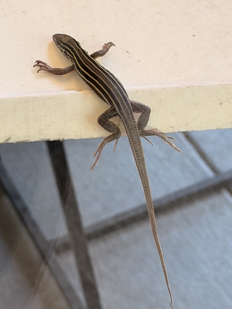 Prairie Racer Runner Lizard Prairie Racerunner from Castle Pines Village, Castle Pines, CO 80108 ...