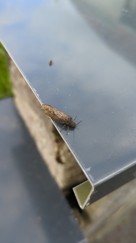 Holarctic Alderflies