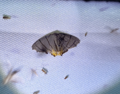 Orudiza protheclaria