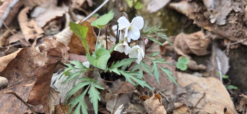 Viola chaerophylloides