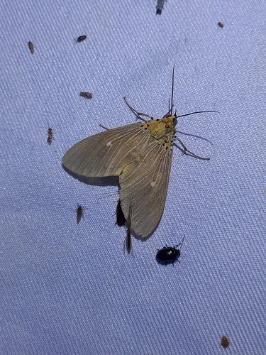 Tropical Tiger Moth