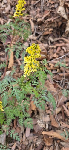 Beautiful corydalis