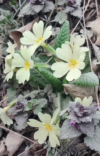 Primrose