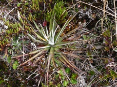 Puya dasylirioides image