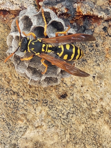 European Paper Wasp