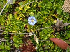 Gentiana sedifolia image