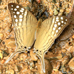 Marpesia merops image