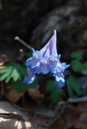 Korean corydalis