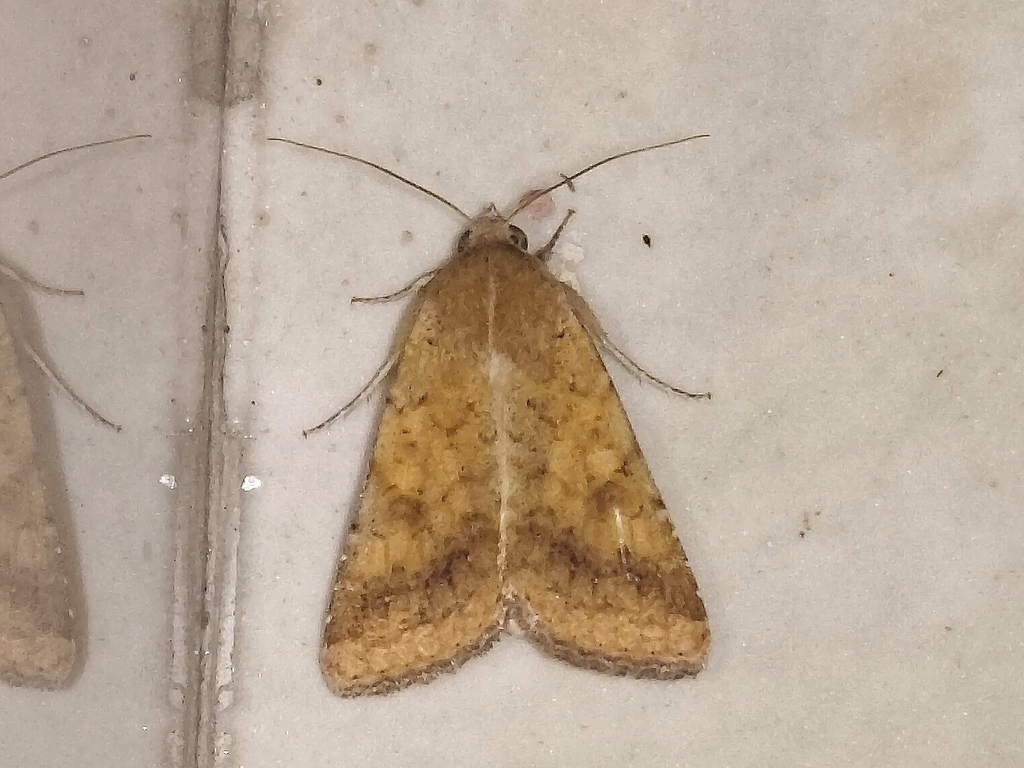 Cotton Bollworm Moth from 1/58, Ward No. 1, Boro Bazar, Dhubri, Assam ...